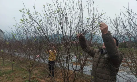 Hà Tĩnh: Nông dân trồng đào phai phấn khởi vì được mùa trúng giá