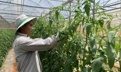 TP Hồ Chí Minh đảm bảo cung ứng hàng hóa dồi dào trong dịp Tết