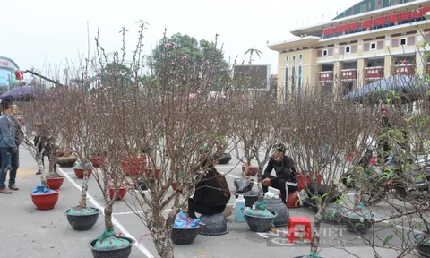 Hoa, cây cảnh Tết Nguyên đán 2023 ở Thái Nguyên: Nhu cầu cao, nhưng giá nào được "ưng cái bụng"?