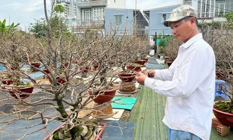 Xuất lộ hàng loạt cây mai vàng khủng ở Thủ Đức tiêu chuẩn nhất đế, nhì thân, tam cành, tứ nụ