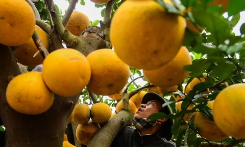 Bưởi Diễn hút khách mua chưng Tết ở TP.HCM