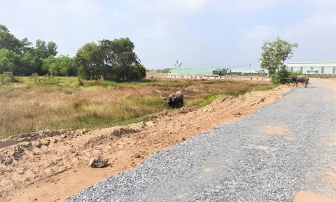 Khách hàng đứng trước nguy cơ 'tiền mất, tật mang' ở dự án Hamilton Garden