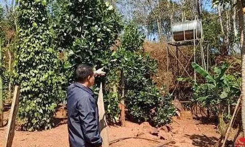 Bỏ tiền tỷ mua đất đấu giá của ngân hàng, nhận về... đất vịt giời