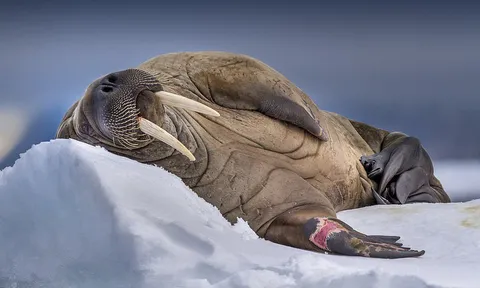 Loạt ảnh về những nơi lạnh nhất thế giới