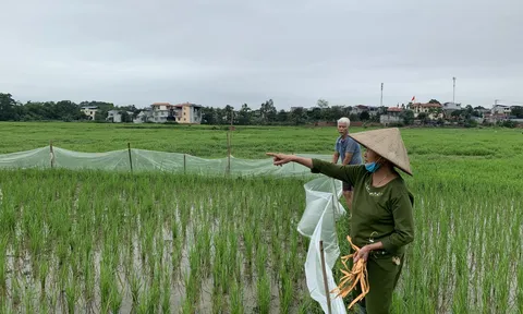 TP. Thái Nguyên: Chia lô bán “lúa non” trên giấy