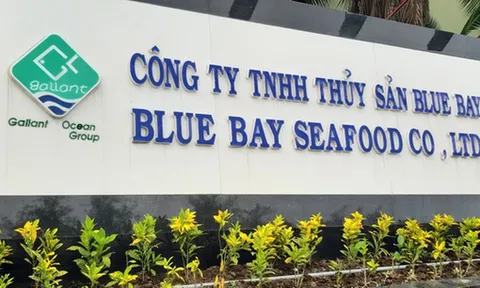 Xả thải gây ô nhiễm, Công ty Blue Bay bị xử phạt hơn 600 triệu đồng