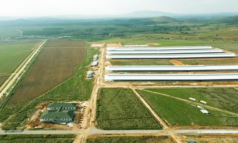 Tổ hợp trang trại tại Lào của Vinamilk đẩy nhanh tiến độ hoàn thành giai đoạn 1