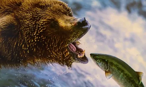 Ngân hàng lại tạo bull-trap, VN-Index đỏ cùng thế giới