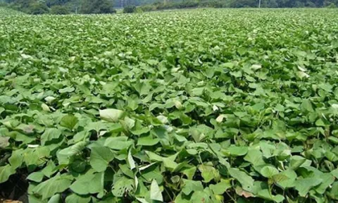 Phát hiện nhiều bất thường sau cổ phần hóa tại Công ty CP Cà phê Gia Lai