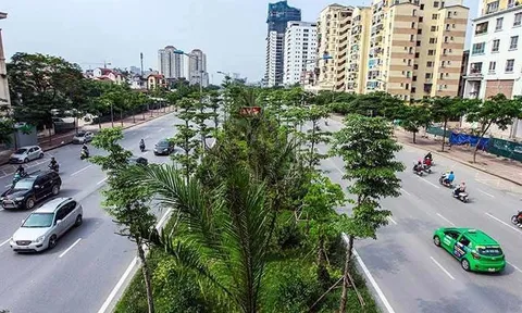 Công ty Công viên cây xanh trúng thầu 1.800 tỷ đồng trồng cây ở Hà Nội thế nào?