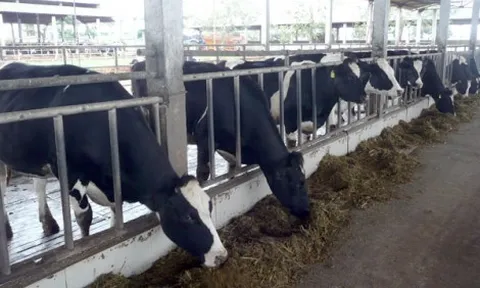 Công ty Sữa Đà Lạt bị phạt hơn 300 triệu đồng vì xả thải không phép