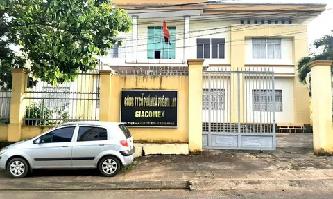 Làm trái chỉ đạo của tỉnh, Công ty Cà phê Gia Lai bị điều tra