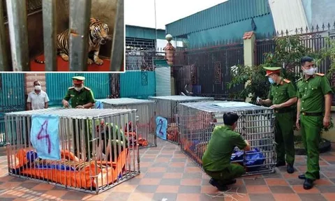 Ai chi trả 600 triệu/tháng để nuôi 9 con hổ ở Nghệ An?