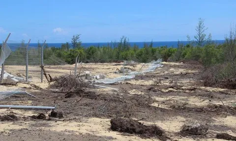 Chuyện thật như đùa ở Bình Ðịnh: Phá rừng do... nhầm lẫn !?