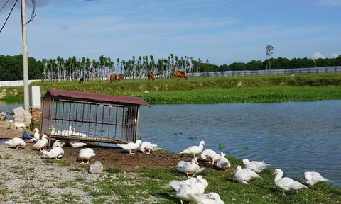 Dự án 670 tỉ đồng 'đắp chiếu', thành bãi chăn bò