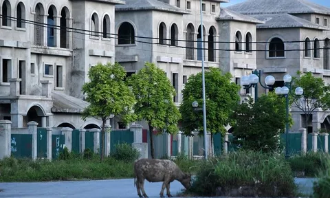 Chăn trâu trong Khu đô thị Nam An Khánh Sudico