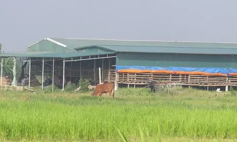 Thêm hàng loạt nhà xưởng 'khủng' vi phạm trên đất nông nghiệp xã Văn Tự