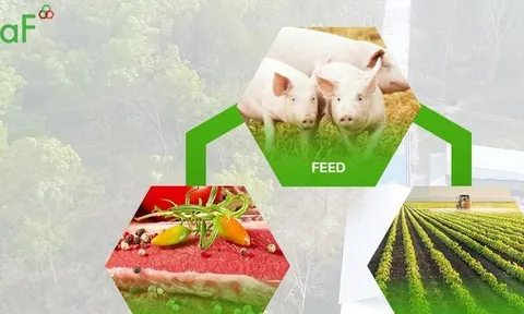 Trước thềm niêm yết, BaF bị nghi ngờ 'làm đẹp' báo cáo tài chính