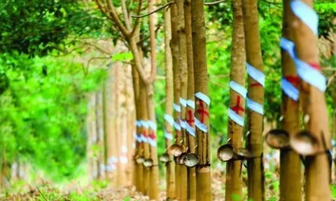 Cao su Phước Hoà (PHR): Hụt tiền đền bù đất, lợi nhuận quý III/2021 giảm 54% về 64 tỷ đồng