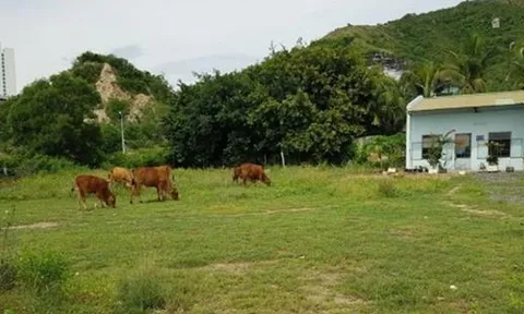 'Đất vàng' hơn 2ha ven Vịnh Nha Trang cỏ mọc um tùm