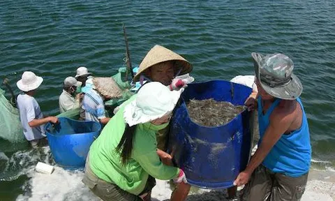 Sản phẩm bảo hiểm nông, lâm, ngư nghiệp gần như chưa có