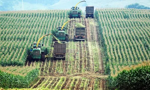 HAGL Agrico lỗ thêm 180 tỷ đồng