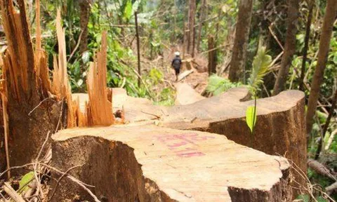 Để mất trắng hàng trăm ha rừng, Công ty Hoàng Ba bị thu hồi dự án