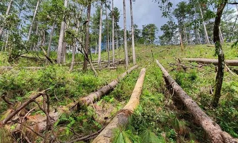 Vụ làm mất 320 ha rừng ở Đắk Nông: Công ty Hoàng Ba sai phạm thế nào?