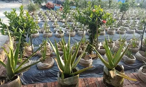 Hải Dương: Yêu cầu Công ty CP Biobee - Việt Pháp tạm dừng việc bán cây giống nha đam