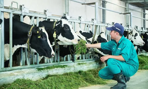 Vinamilk: 15 năm xây dựng hệ thống trang trại của "triệu phú sữa tươi" Việt Nam