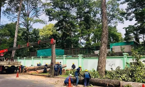 Vì sao hàng loạt cây cổ thụ trên nhiều con đường trung tâm TP.HCM bị đốn hạ?