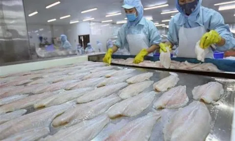 Thủy sản Cần Thơ: Lỗ nặng quý III/2021 vì cước tàu biển, nợ khó đòi tăng gấp đôi