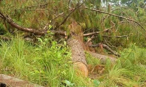 19 dự án ở Lâm Đồng 'nuốt' trên 777ha rừng