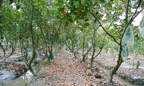 Giá mít ở ĐBSCL siêu rẻ chỉ còn 4.000đ/kg nhưng nông dân vẫn 'ngóng' thương lái