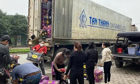 Thanh long 'quay đầu': Nông dân, thương lái, nhà xe… mất tết!