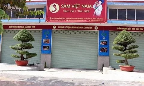 Vụ Công ty sâm Việt Nam trồng sâm trên giấy: 'Né' kiểm tra