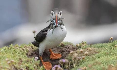 Thế giới sinh động thời Covid-19 dưới góc máy của độc giả tờ The Irish Examiner