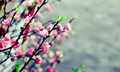 Khai xuân rực rỡ, VN-Index bứt phá gần 20 điểm, áp sát mốc 1.500