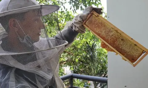 Cú sốc thuế hơn 400% với mật ong Việt Nam