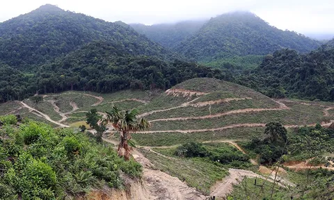 Dự án trồng rừng của Công ty CP Lâm Quế chồng lấn vào gần 5.000 m2 đất ở