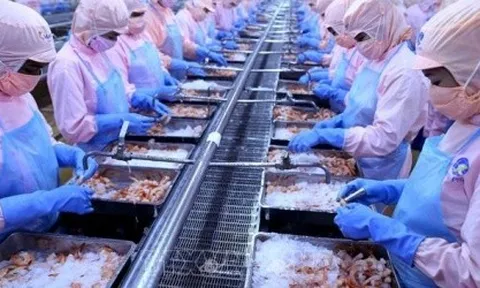 Vùng nuôi tôm hoạt động không hiệu quả, Minh Phú báo lãi giảm hơn 34%