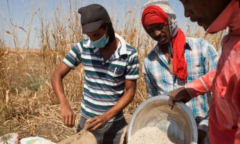 Xung đột gây mất an ninh lương thực toàn cầu