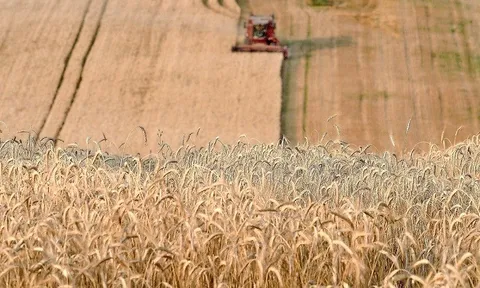 Chiến sự Nga - Ukraine đẩy thế giới đến bờ vực khủng hoảng lương thực