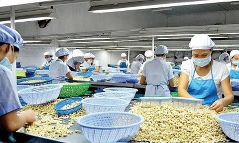 Nghi án lừa đảo nghìn tỷ lớn nhất lịch sử ngành điều: Bộ Công Thương chính thức vào cuộc