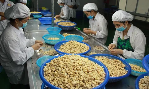 Toàn cảnh vụ nghi lừa đảo lớn nhất lịch sử ngành điều Việt Nam