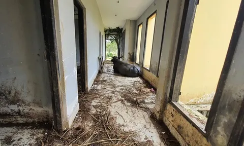 Dự án hơn 4.000 tỷ thành 'trang trại' trâu, bò