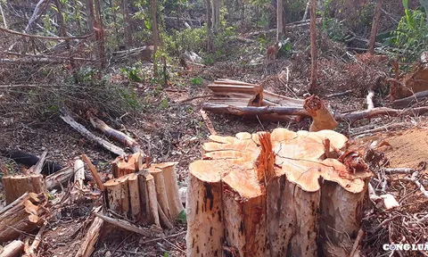 Kon Tum: Sai phạm chồng chất tại Công ty TNHH MTV Lâm nghiệp Ia H’Drai