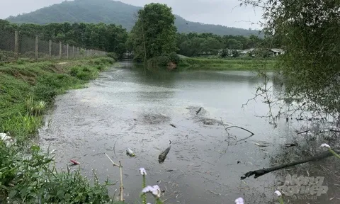 Dân kêu trời vì trang trại chăn nuôi lợn ‘bức tử’ môi trường