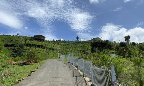 Vụ Ngọc Trinh nói mua đất ở Bảo Lộc: Khu đất có nhiều công trình không phép