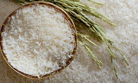 Vượt qua hơn 600 tiêu chuẩn kỹ thuật khắt khe, gạo ST25 đã có mặt tại Nhật Bản